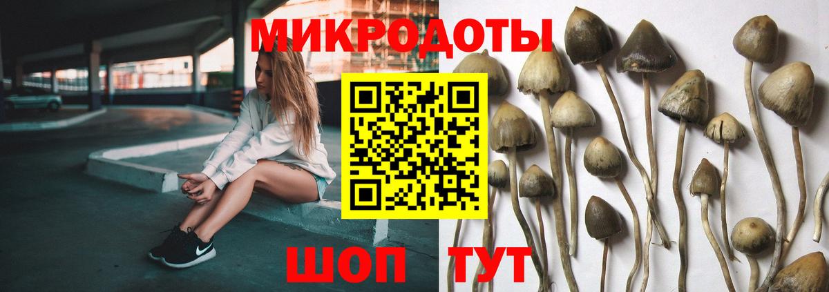 Галлюциногенные грибы Psilocybe Фурманов